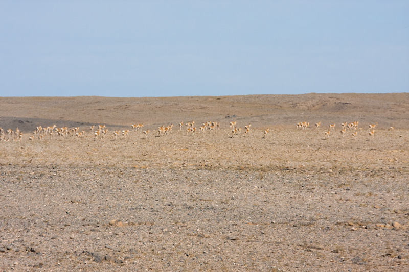 Mongolian Gazelle